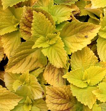 Image of common coleus