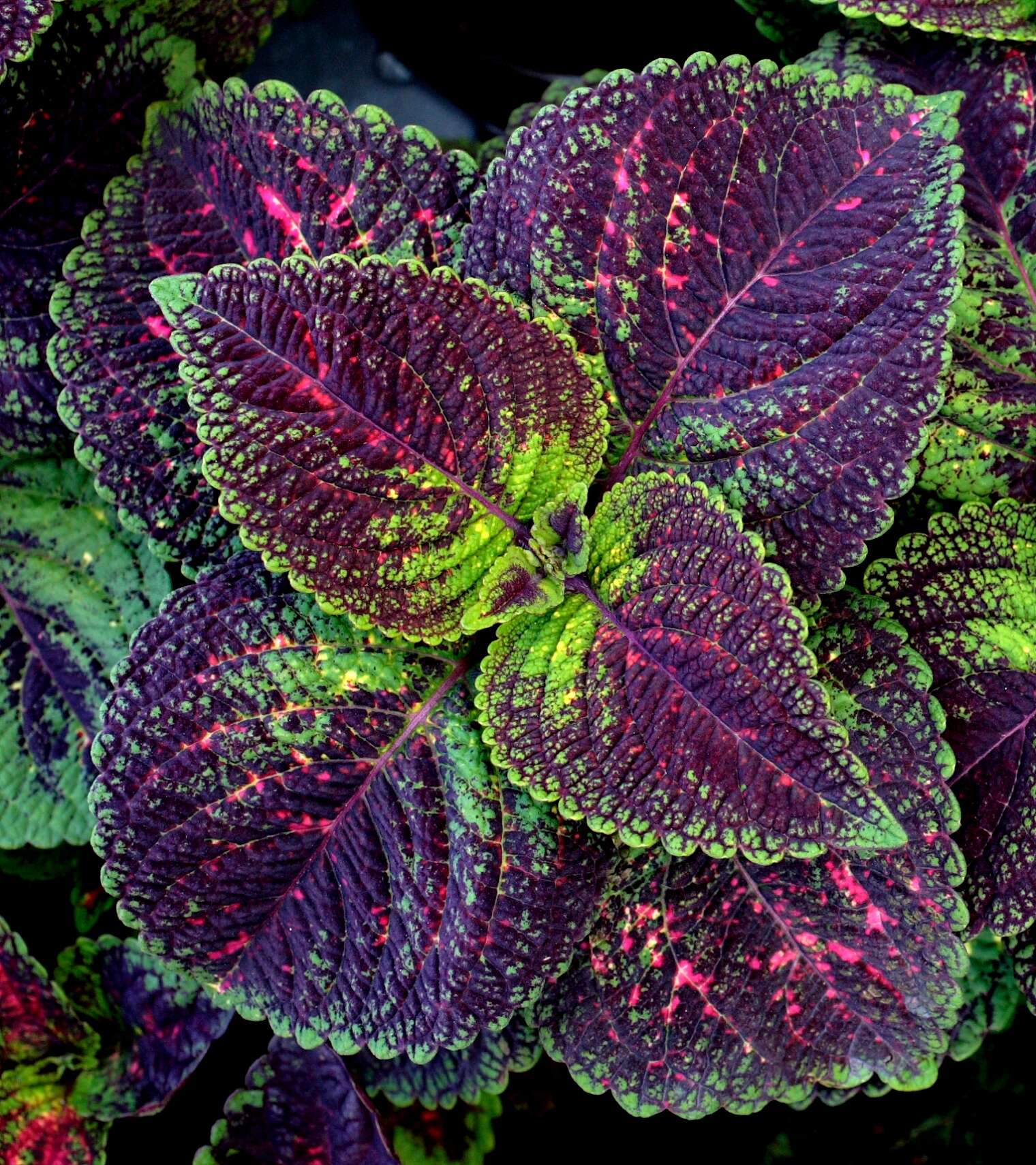 Image of common coleus