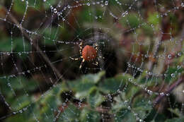 Image of Shamrock Orbweaver