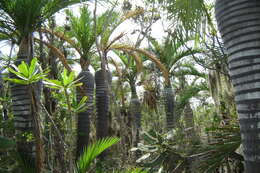 Image of Dominican cherry palm