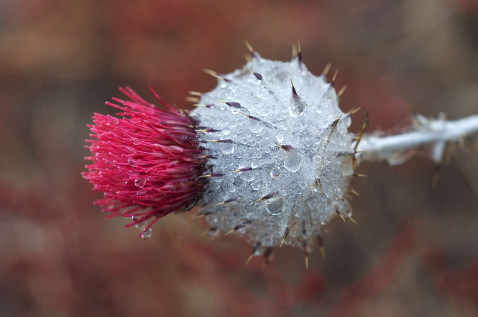 Image of cobwebby thistle