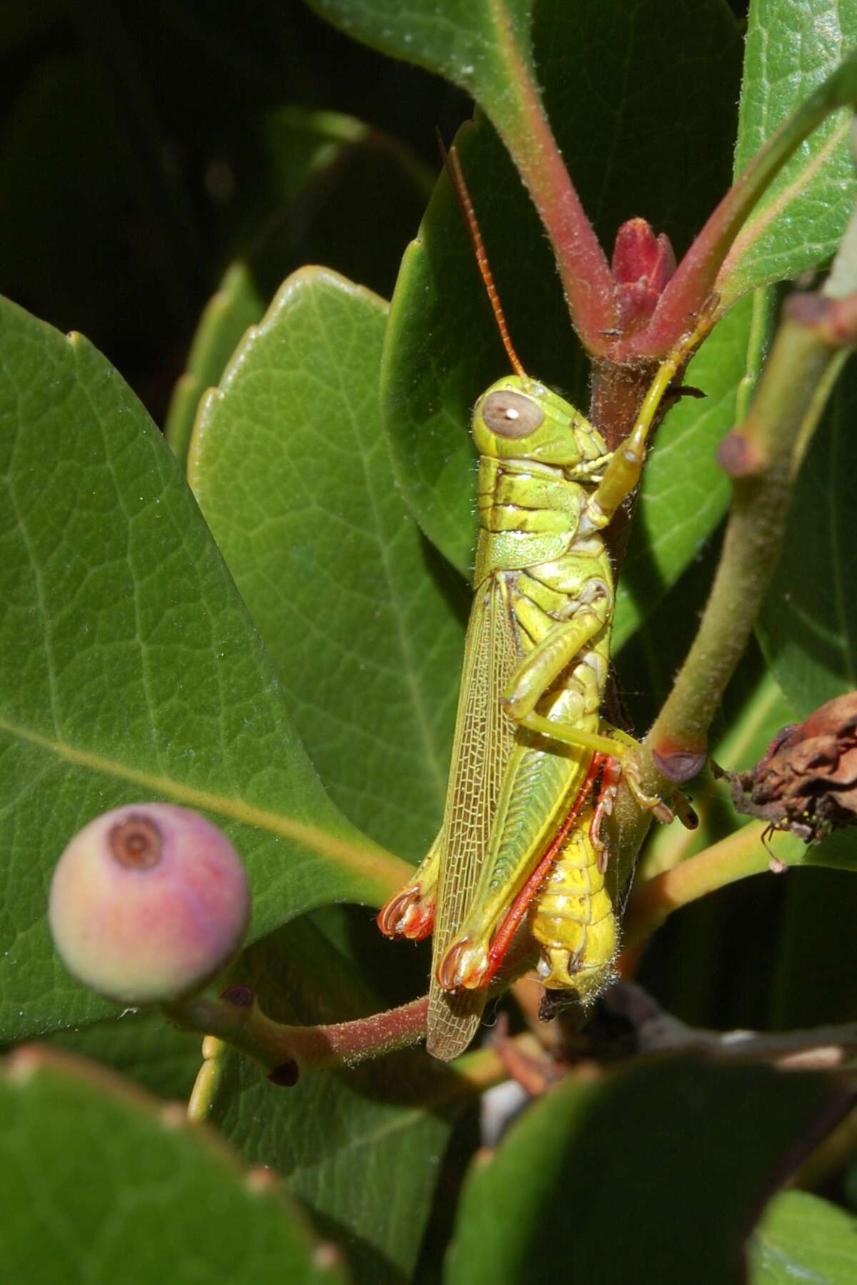 Melanoplus yarrowii (Thomas & C. 1875)的圖片