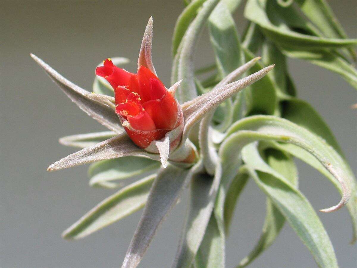 Imagem de Tillandsia edithae Rauh