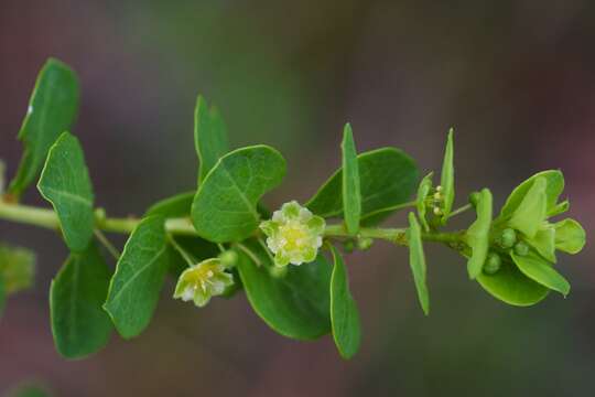 Image of Phyllanthopsis