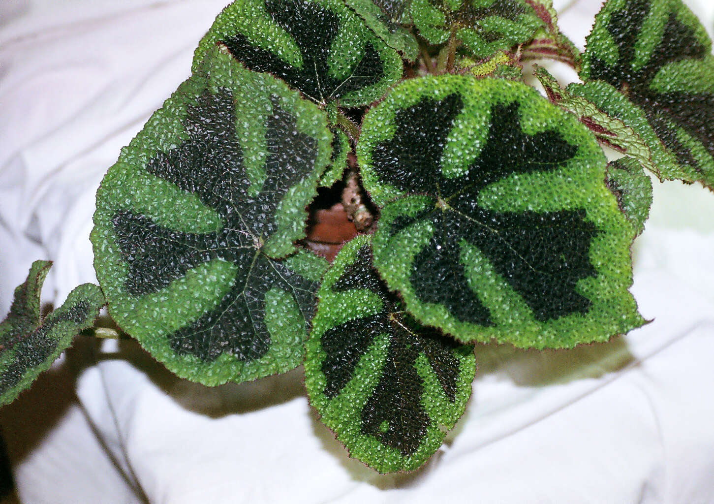 Image of Begonia masoniana Irmsch. ex Ziesenh.