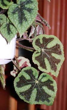 Image of Begonia masoniana Irmsch. ex Ziesenh.