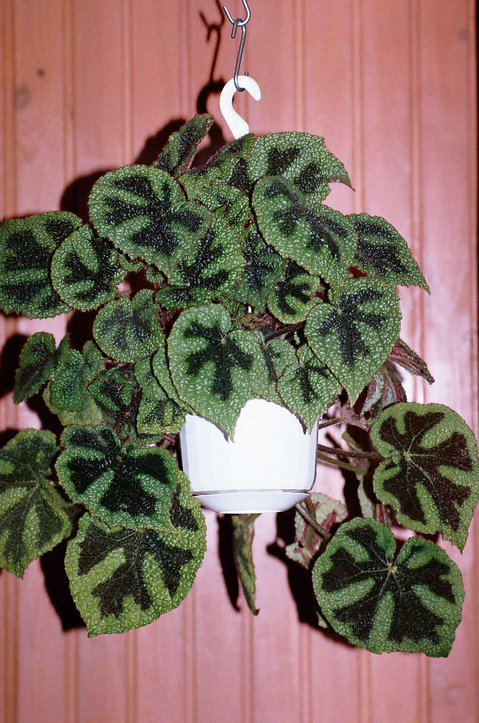 Image of Begonia masoniana Irmsch. ex Ziesenh.