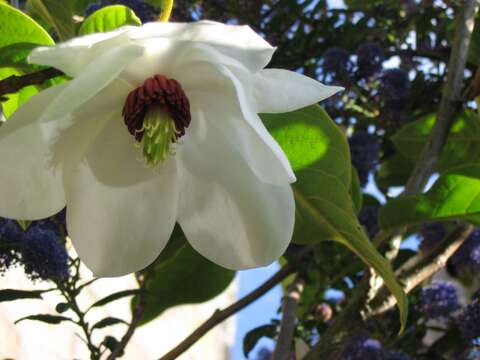 Imagem de Magnolia wilsonii (Finet & Gagnep.) Rehder