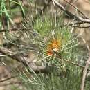 Image of Grevillea stenomera F. Müll.