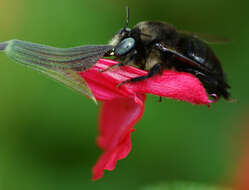 Image of Horsefly-like Carpenter Bee