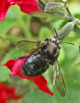 Image of Horsefly-like Carpenter Bee