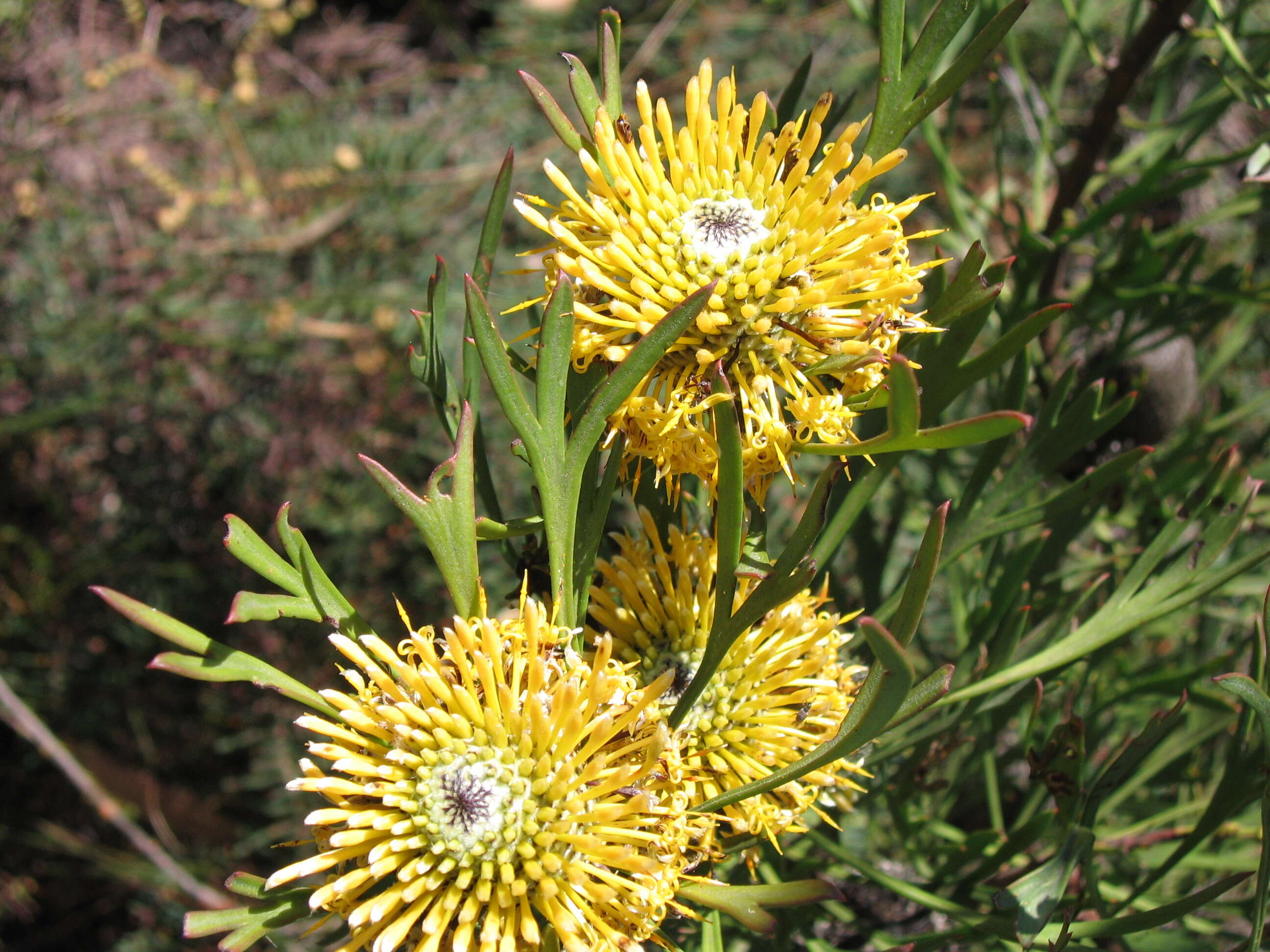 Image of Isopogon anemonifolius (Salisb.) Knight