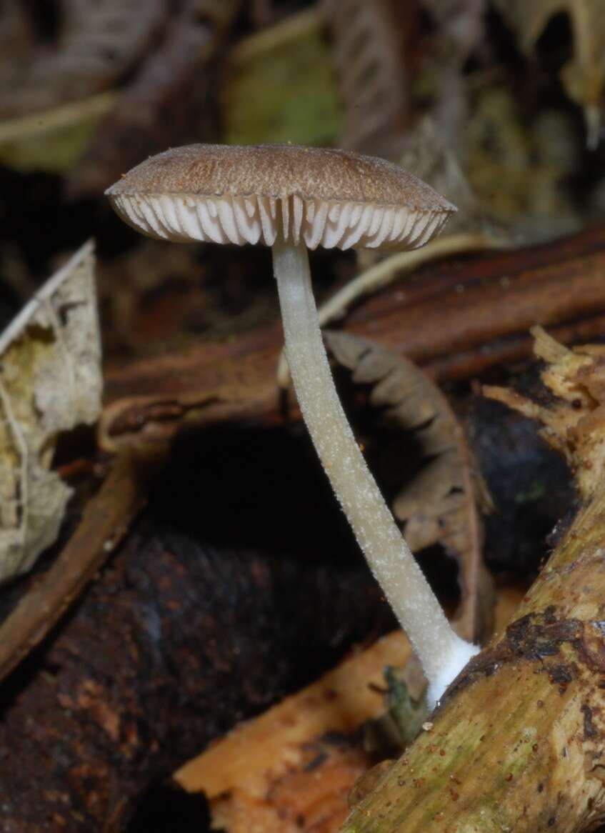 Image de Pluteus readiarum G. Stev. 1962