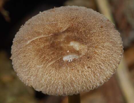 Image de Pluteus readiarum G. Stev. 1962