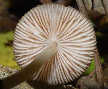 Image de Pluteus readiarum G. Stev. 1962