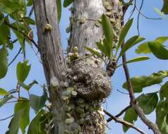 Imagem de Myrmecodia beccarii Hook. fil.