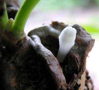 Imagem de Myrmecodia beccarii Hook. fil.