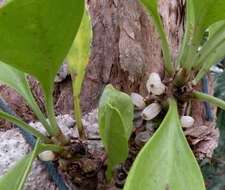 Imagem de Myrmecodia beccarii Hook. fil.