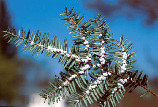 Image of Hemlock Woolly Adelgid