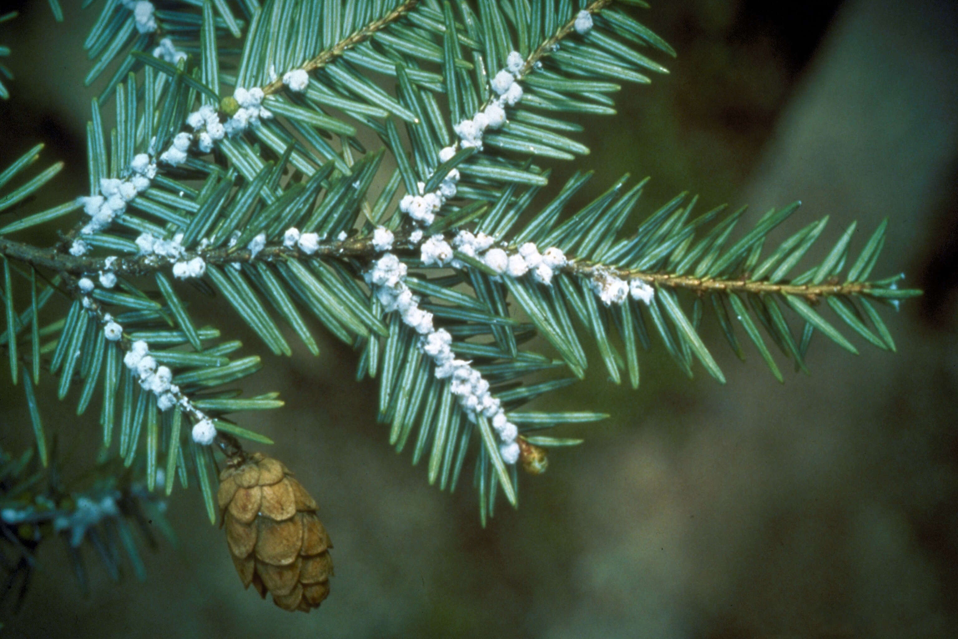 Image of Hemlock Woolly Adelgid