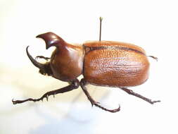 Image of Golofa claviger (Linnaeus 1771)