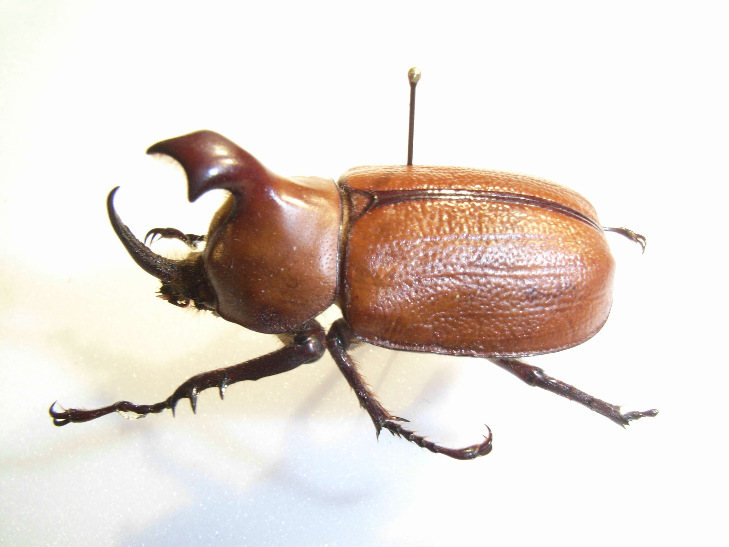 Image of Golofa claviger (Linnaeus 1771)