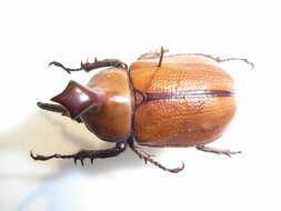 Sivun Golofa claviger (Linnaeus 1771) kuva