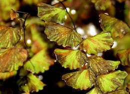 Image of Adiantum lunulatum Cav.