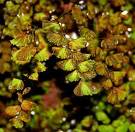 Image of Adiantum lunulatum Cav.