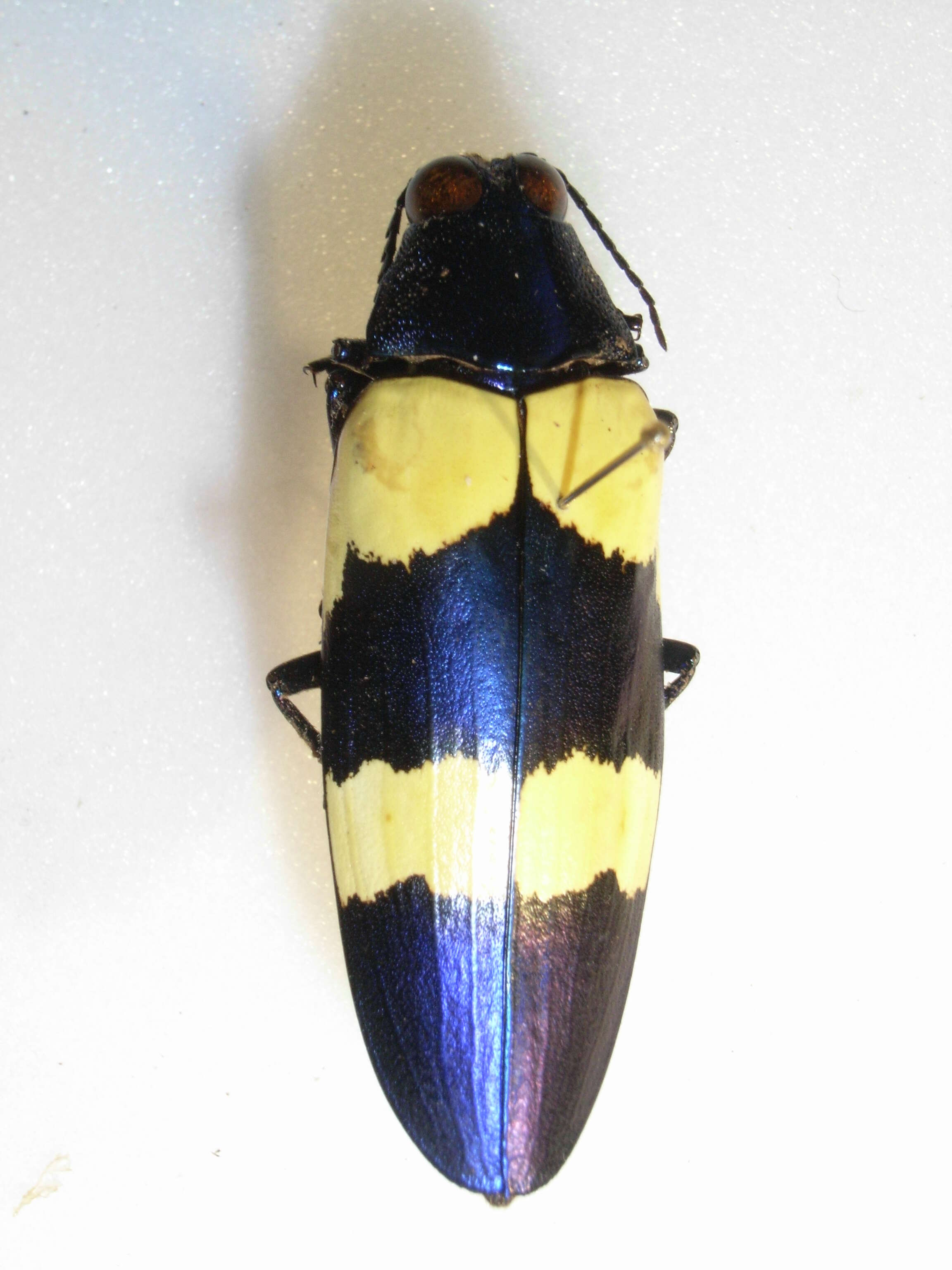 Imagem de Chrysochroa mniszechii Deyrolle 1861