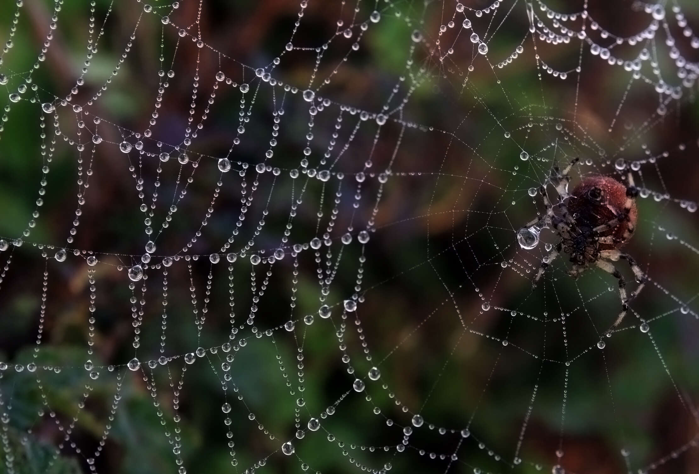 Image of Shamrock Orbweaver