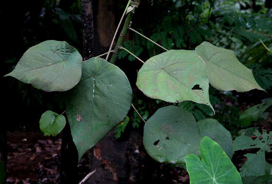 Image of Macaranga peltata (Roxb.) Müll. Arg.