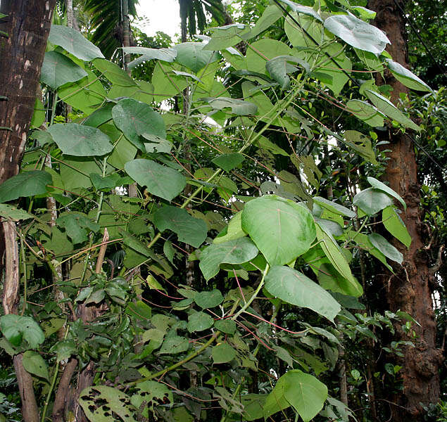 Image of Macaranga peltata (Roxb.) Müll. Arg.