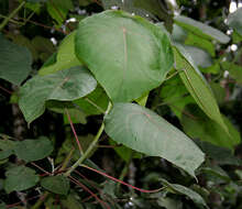 Image of Macaranga peltata (Roxb.) Müll. Arg.