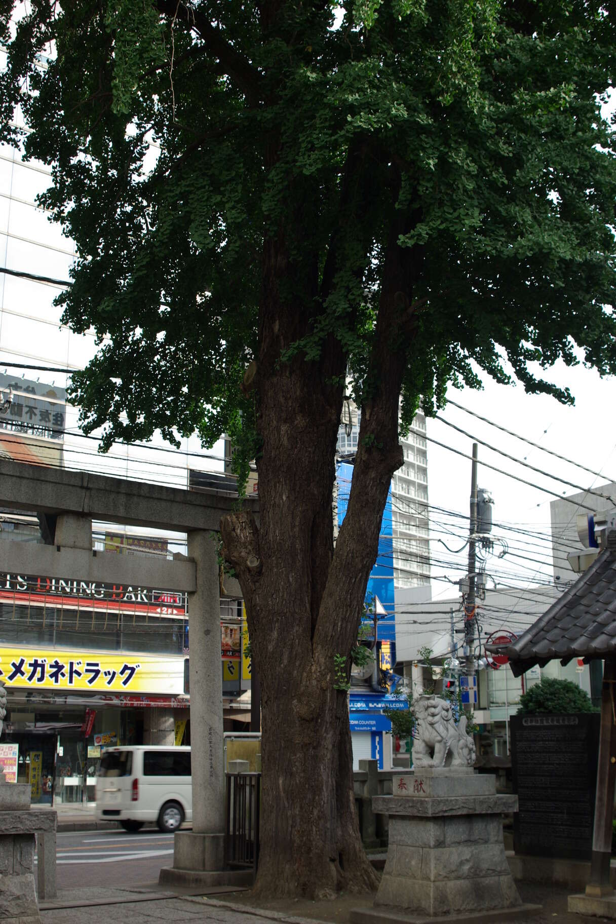 Image of Ginkgoopsida