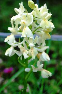 Orchis provincialis Balb. ex Lam. & DC.的圖片