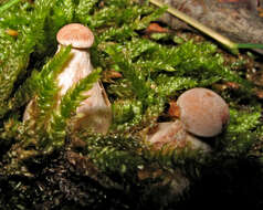 Image of Laccaria ochropurpurea (Berk.) Peck 1897