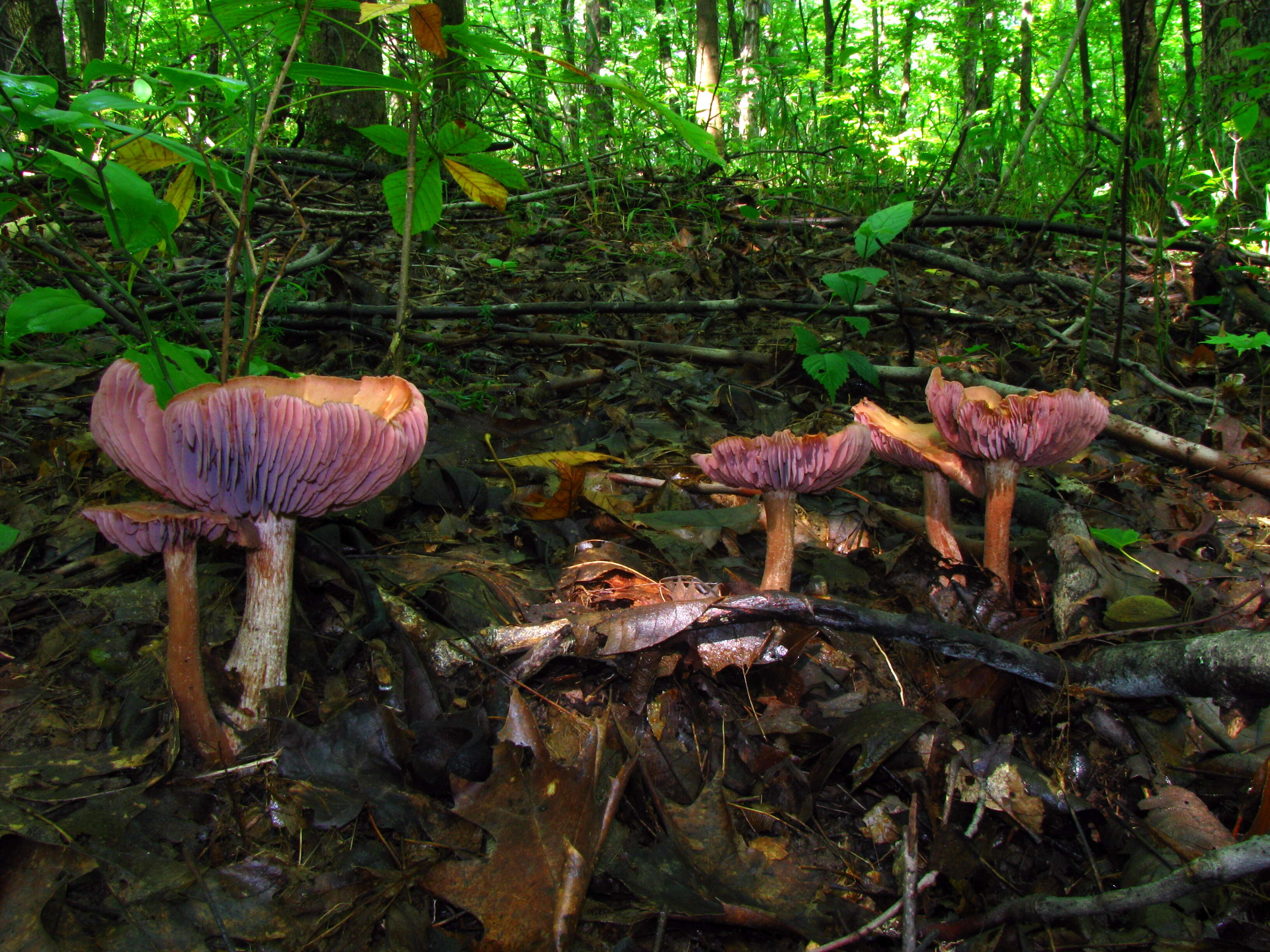 Image de Laccaria ochropurpurea (Berk.) Peck 1897