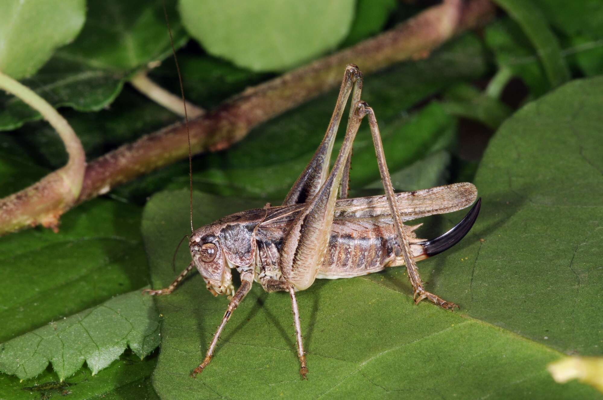 Plancia ëd Platycleis albopunctata (Goeze 1778)