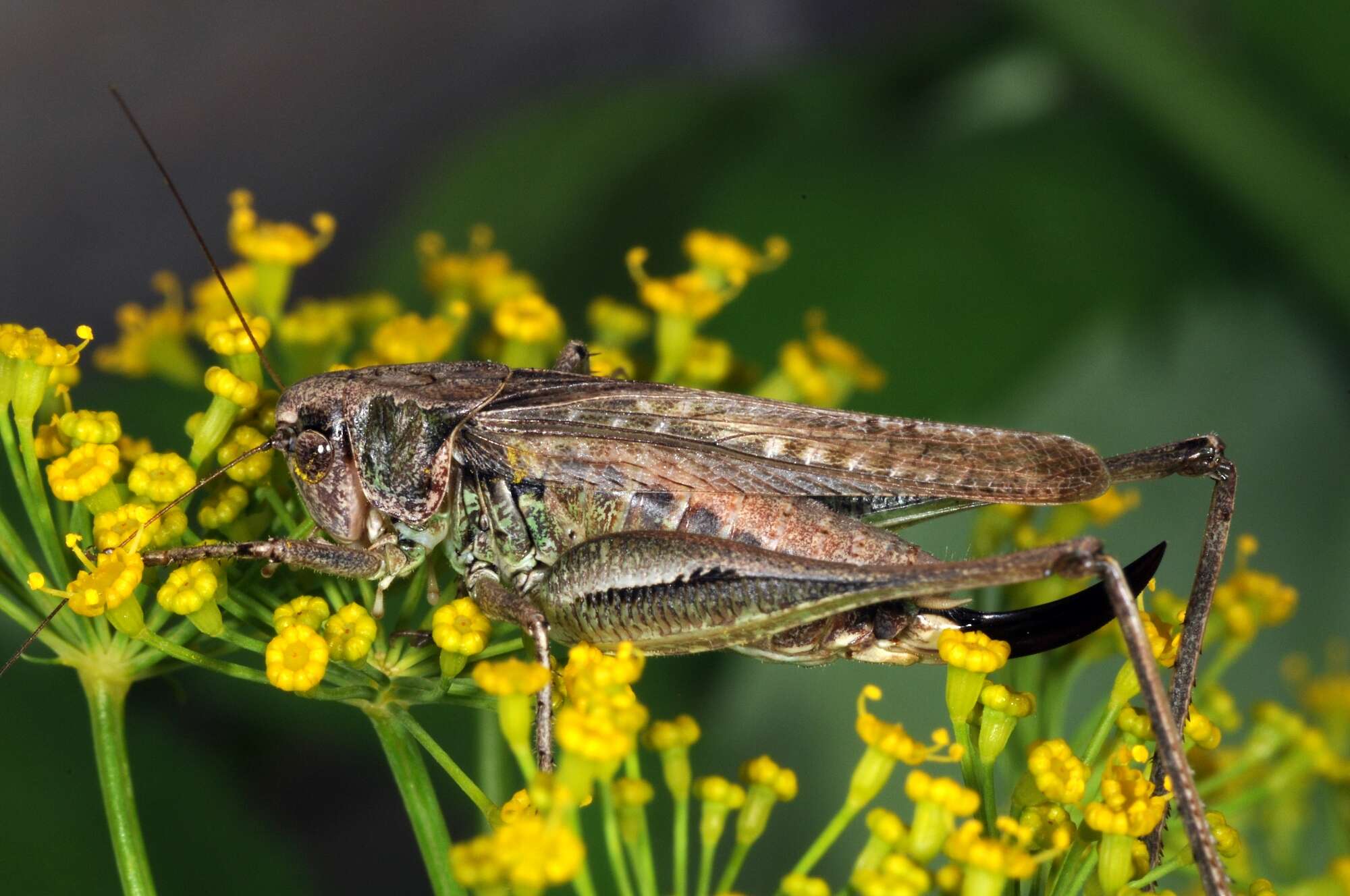 Plancia ëd Platycleis albopunctata (Goeze 1778)