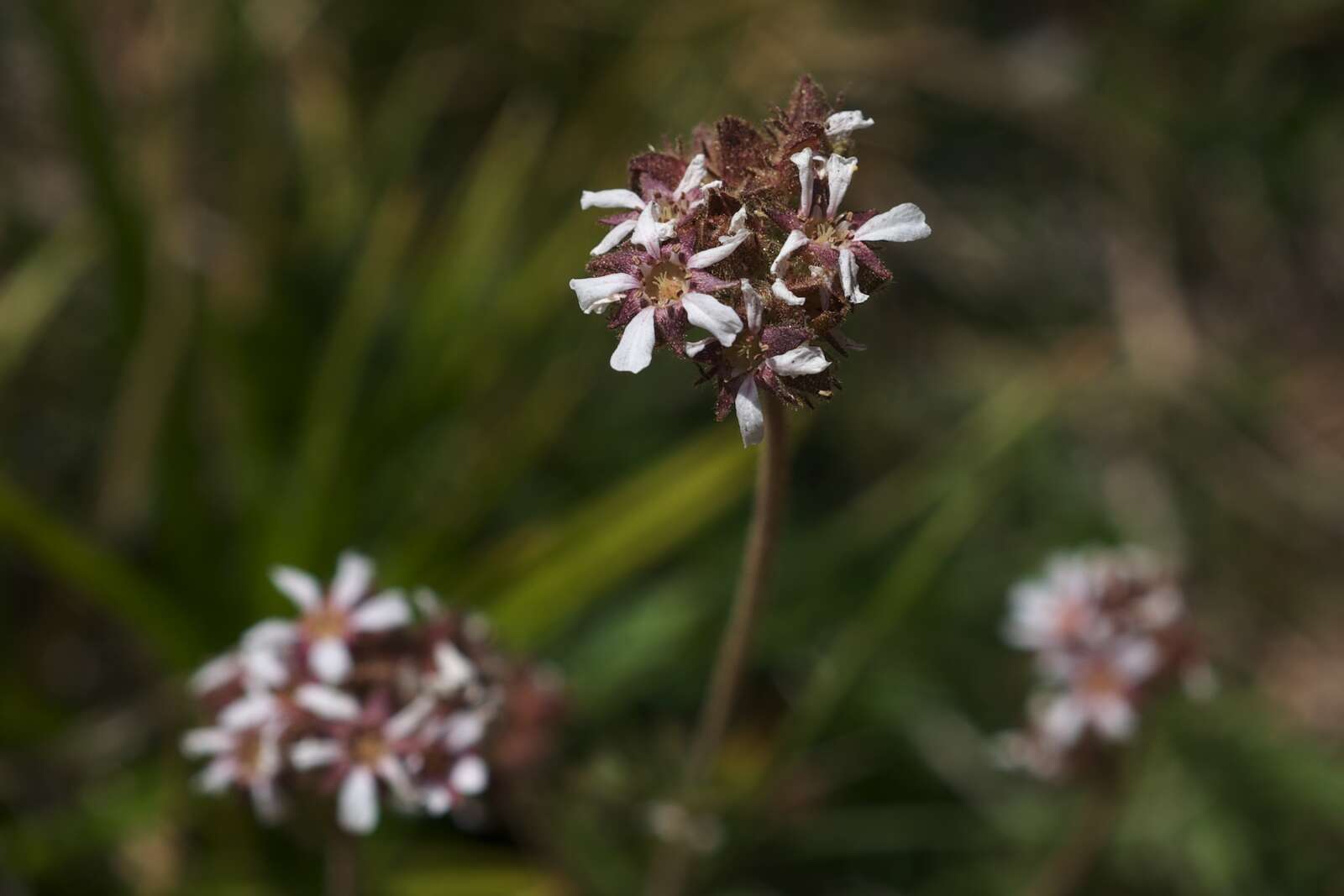 Image of pinewoods horkelia