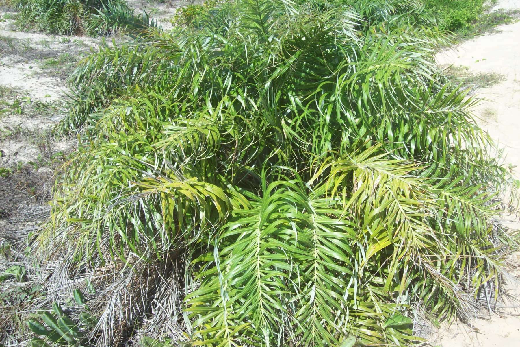 Image of Beach Coconut