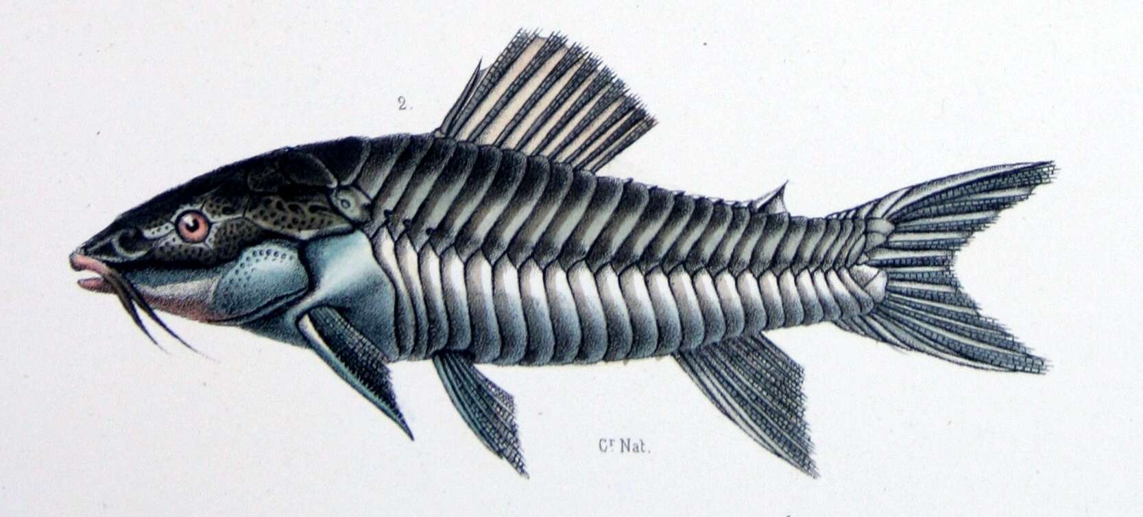 Слика од Hoplosternum littorale (Hancock 1828)