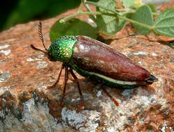 Imagem de Sternocera sternicornis (Linnaeus 1758)