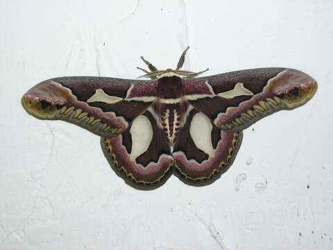 Image of Rothchild's Atlas Moth