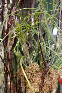 Image of Tillandsia butzii Mez