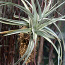 Image of Tillandsia jucunda A. Cast.