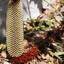 Image of Banksia petiolaris F. Müll.