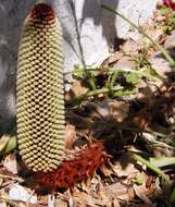 Imagem de Banksia petiolaris F. Müll.