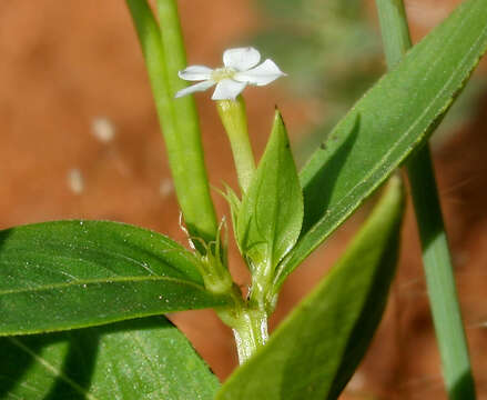 Image of Catharanthus pusillus (Murr.) G. Don